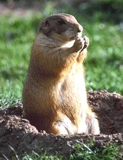 Otro tipo de gopher